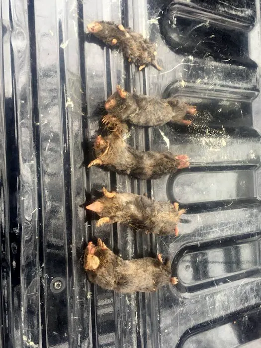 South Bend Animal Exterminator Picture 7