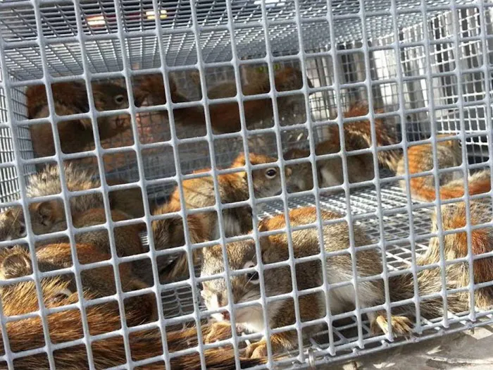 South Bend Animal Exterminator Picture 8