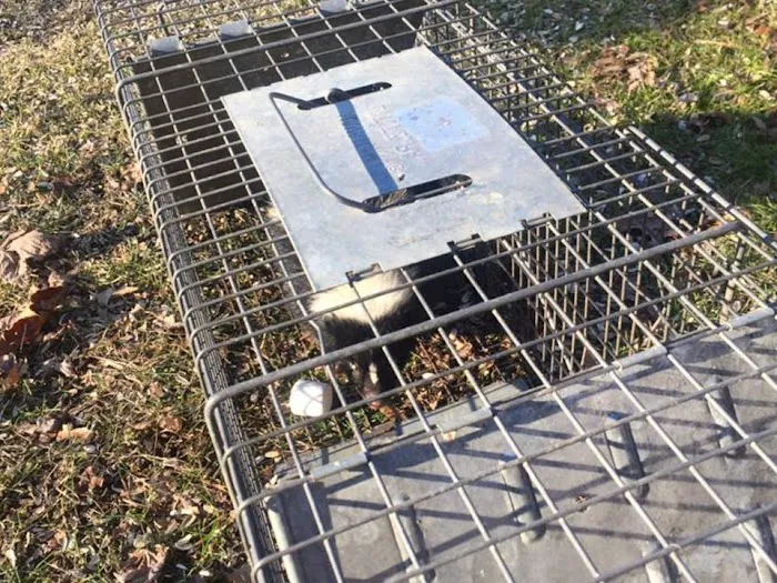 South Bend Animal Exterminator Picture 10