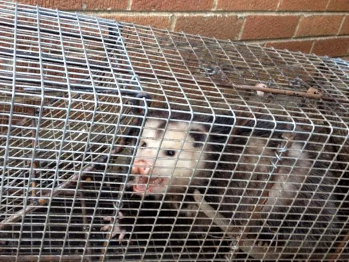 South Bend Animal Exterminator Picture 3