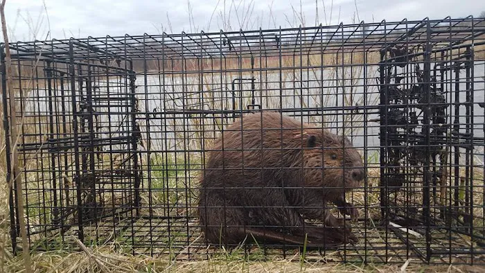 South Bend Animal Exterminator Picture 1