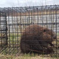 South Bend Animal Exterminator ico