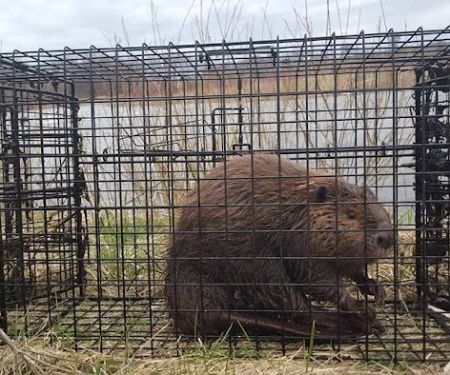 South Bend Animal Exterminator