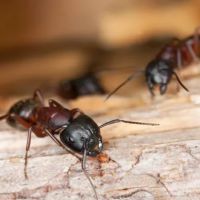 Rose Pest Solutions South Bend ico