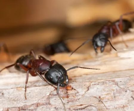 Rose Pest Solutions South Bend