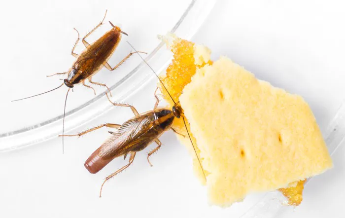 Franklin Pest Solutions Picture 5