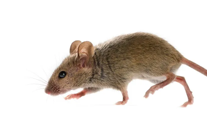 Franklin Pest Solutions Picture 8