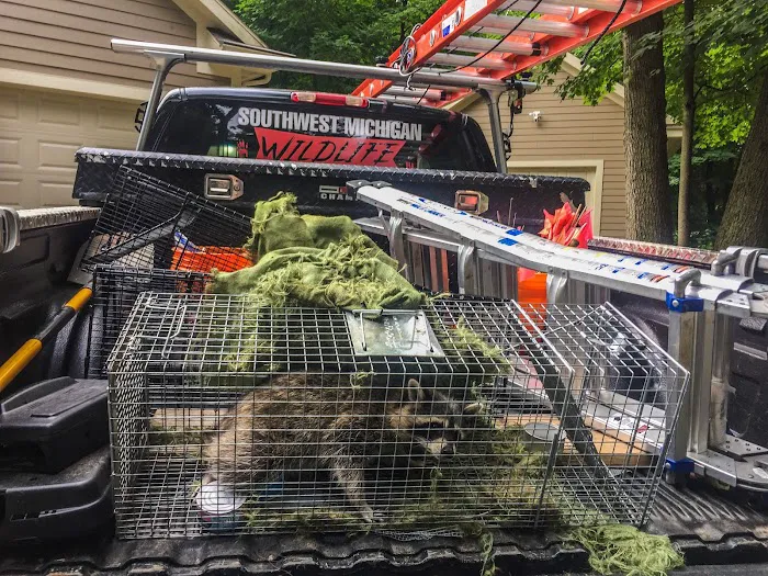 Southwest Michigan Wildlife Removal Picture 4