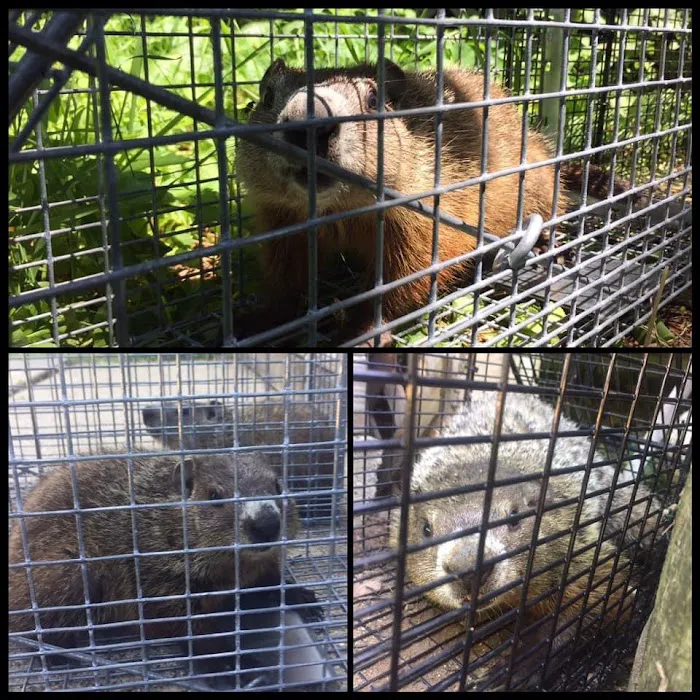 Southwest Michigan Wildlife Removal Picture 5
