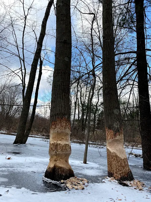 Southwest Michigan Wildlife Removal Picture 8