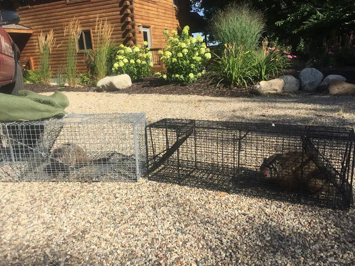 Southwest Michigan Wildlife Removal Picture 10