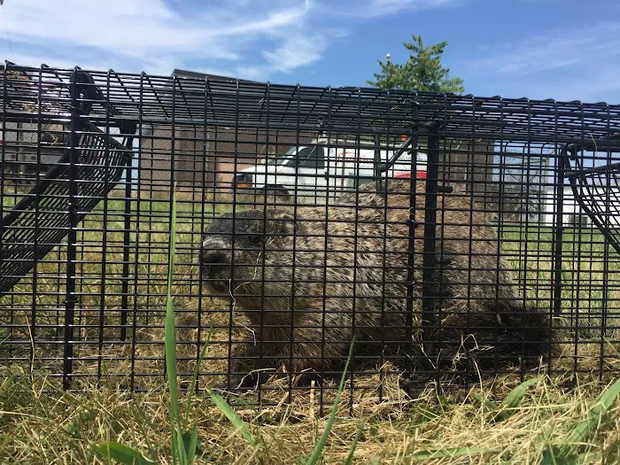 Southwest Michigan Wildlife Removal Picture 2