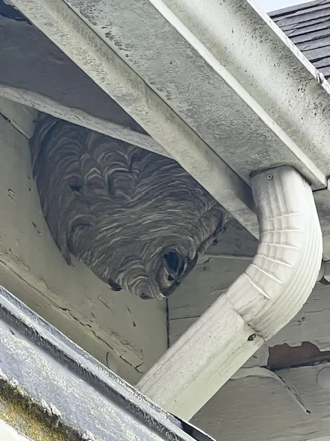 Greenix Pest Control Picture 8