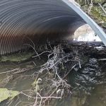 Northern Wildlife Services LLC