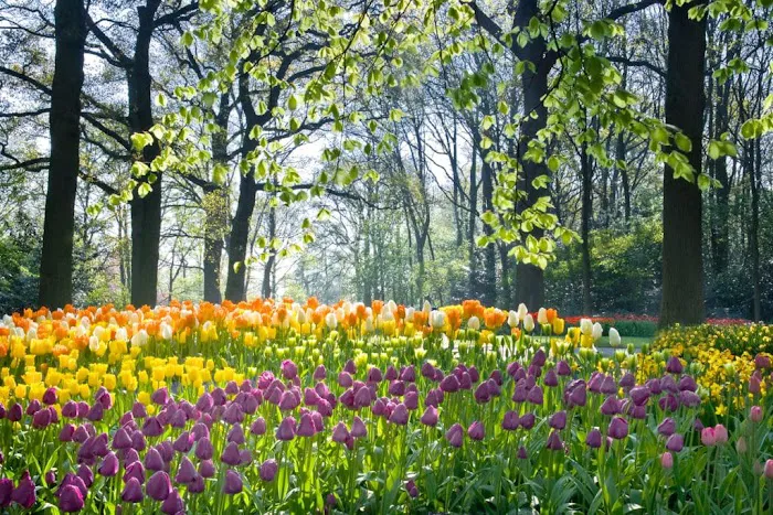 ArborLawn Picture 10