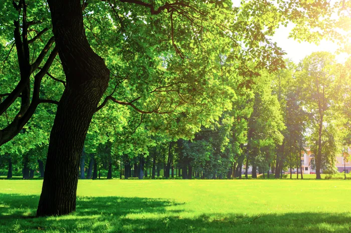 ArborLawn Picture 2