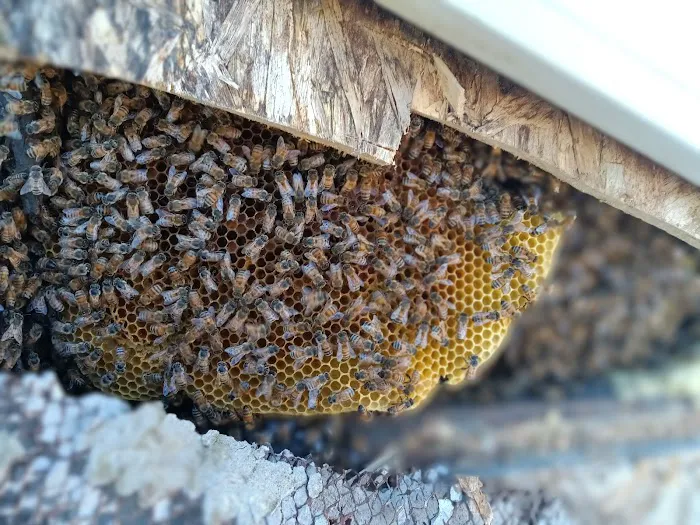 Swarm Bee Buzzters Picture 3