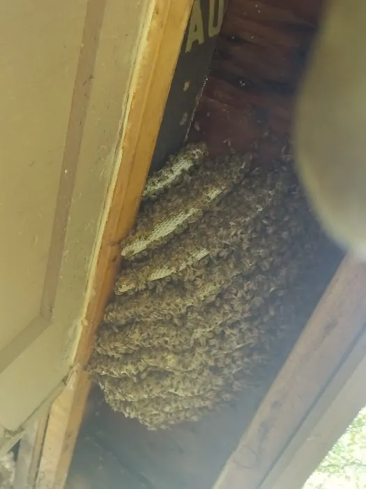 Swarm Bee Buzzters Picture 1