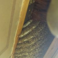 Swarm Bee Buzzters ico
