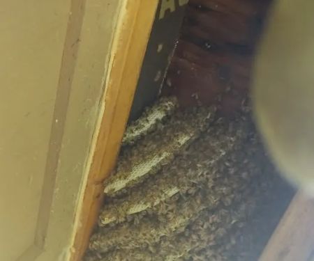 Swarm Bee Buzzters