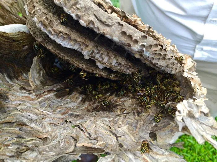 Johnson Pest Control Picture 10