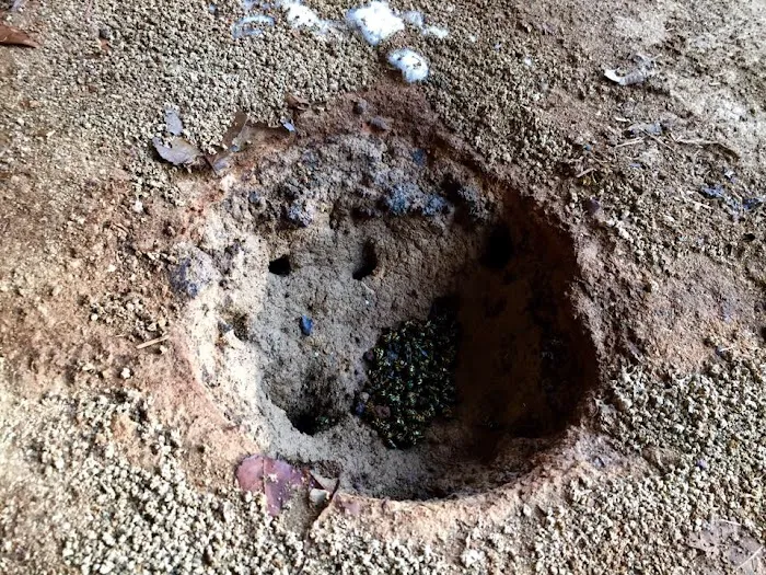 Johnson Pest Control Picture 4