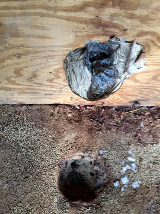 Johnson Pest Control Picture 3
