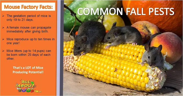 All About Bugs Pest & Termite Control Picture 2