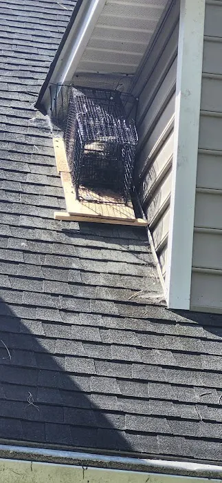 Precision Pest and Wildlife Removal Picture 3