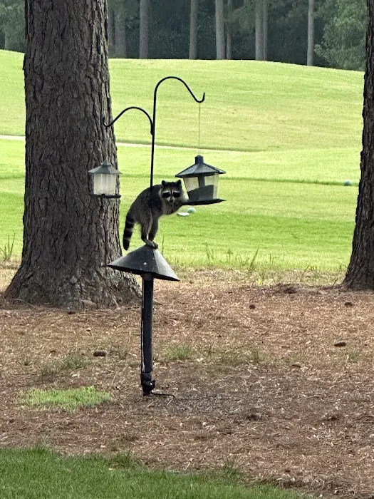 Precision Pest and Wildlife Removal Picture 4