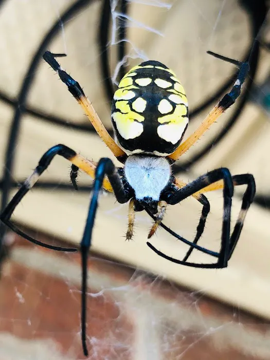 Sargent Pest Solutions Picture 8