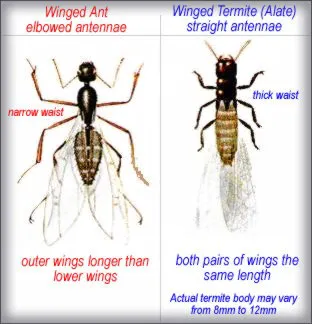 Sargent Pest Solutions Picture 10