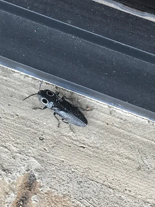Sargent Pest Solutions Picture 7