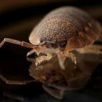 Pest Management Solutions