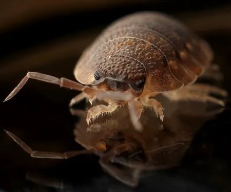 Pest Management Solutions
