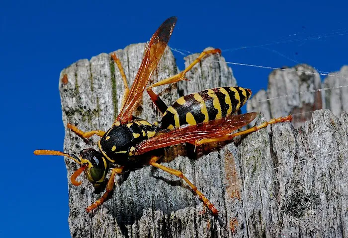 Pest Management Solutions Picture 3
