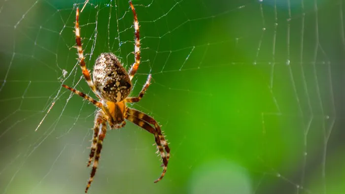 PestGuard Solutions Picture 6