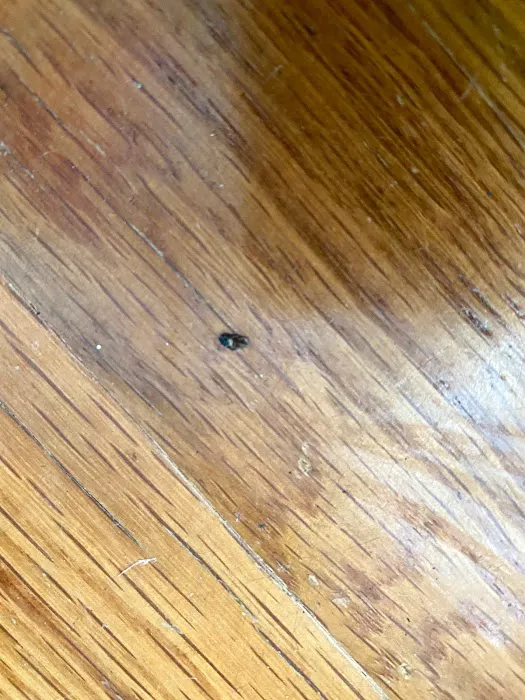 Pura Pest Control Picture 5