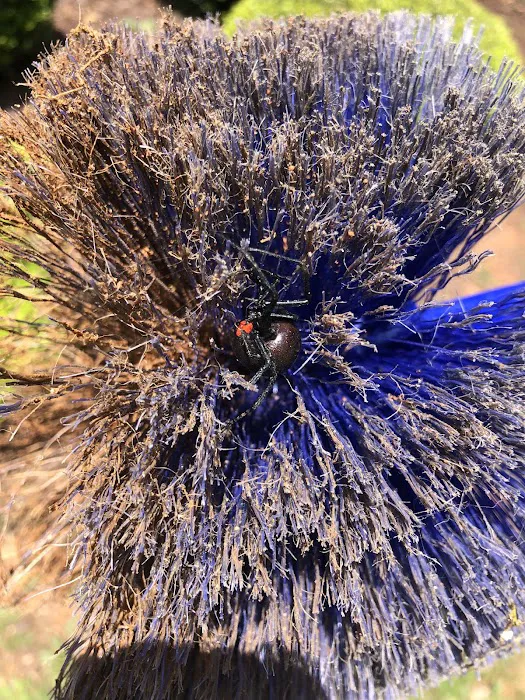 Pura Pest Control Picture 3