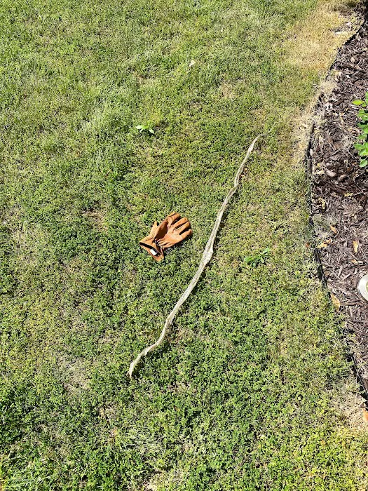 Pura Pest Control Picture 9
