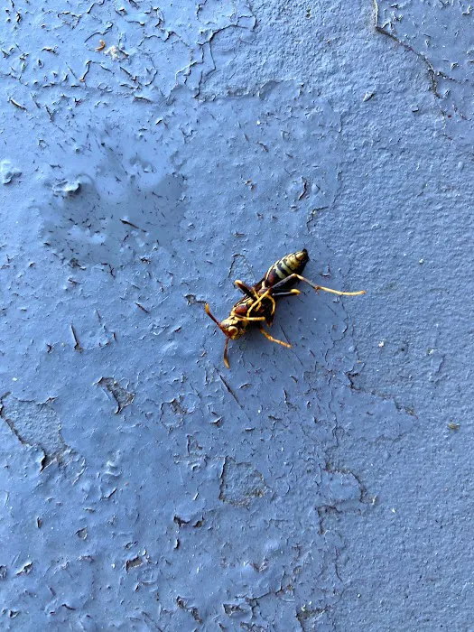 Pura Pest Control Picture 1