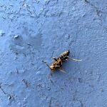 Pura Pest Control