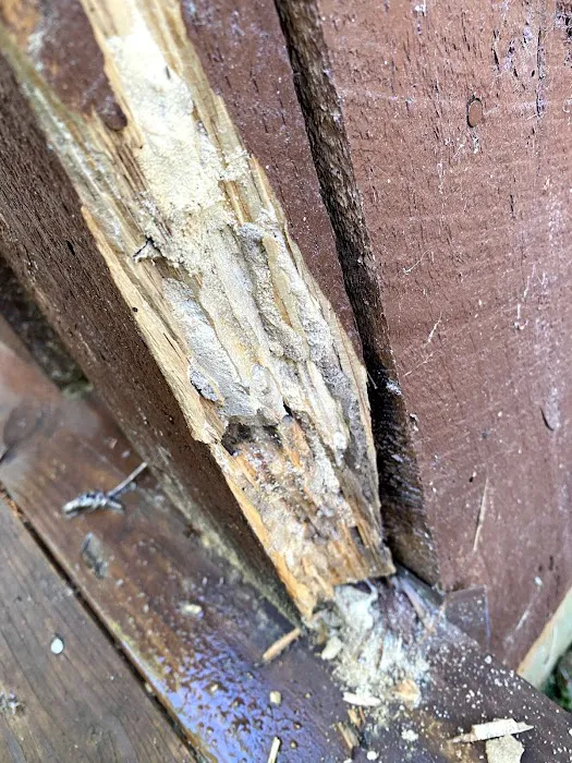Pura Pest Control Picture 2