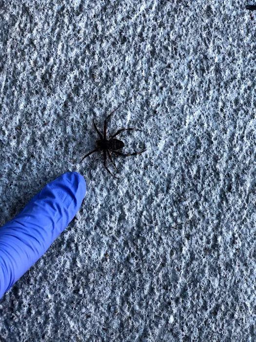 Pura Pest Control Picture 4