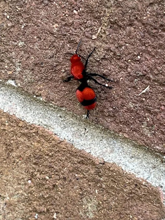 Prime Pest Solutions Picture 9