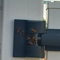 Tlc Upstate Lawn and Pest ico