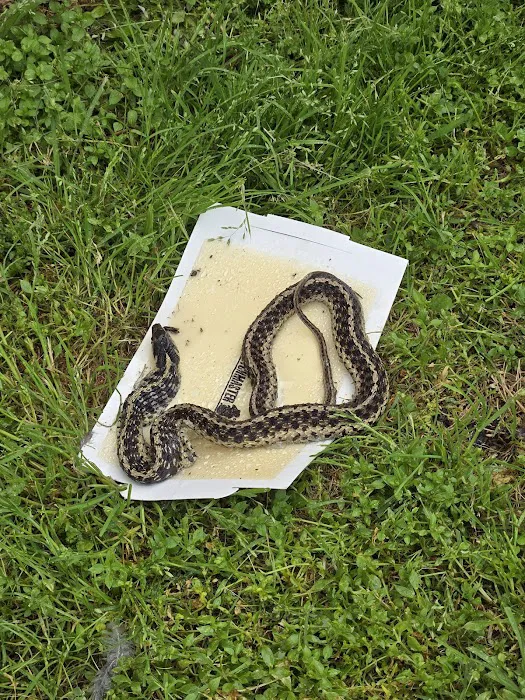 Action Pest Services Picture 4