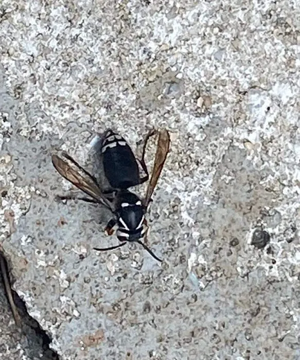 Action Pest Services Picture 5