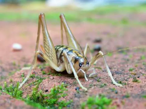 Harness & Son Pest Control Picture 6