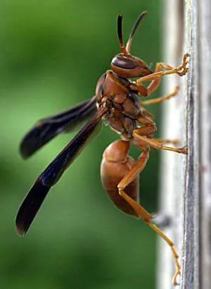 Harness & Son Pest Control Picture 7